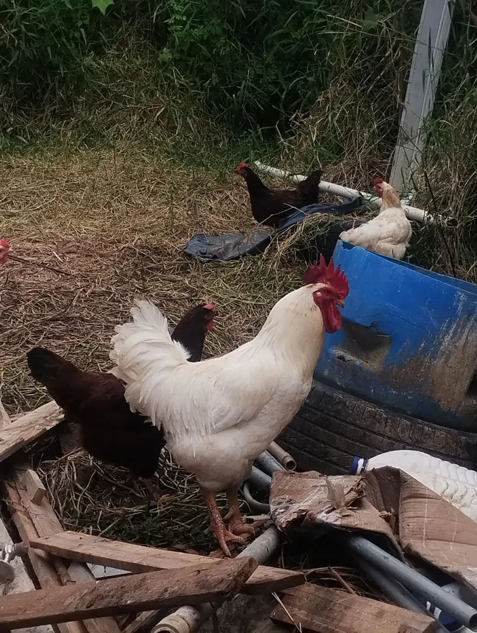 Galo Rhods Island whiter  - Foto 3