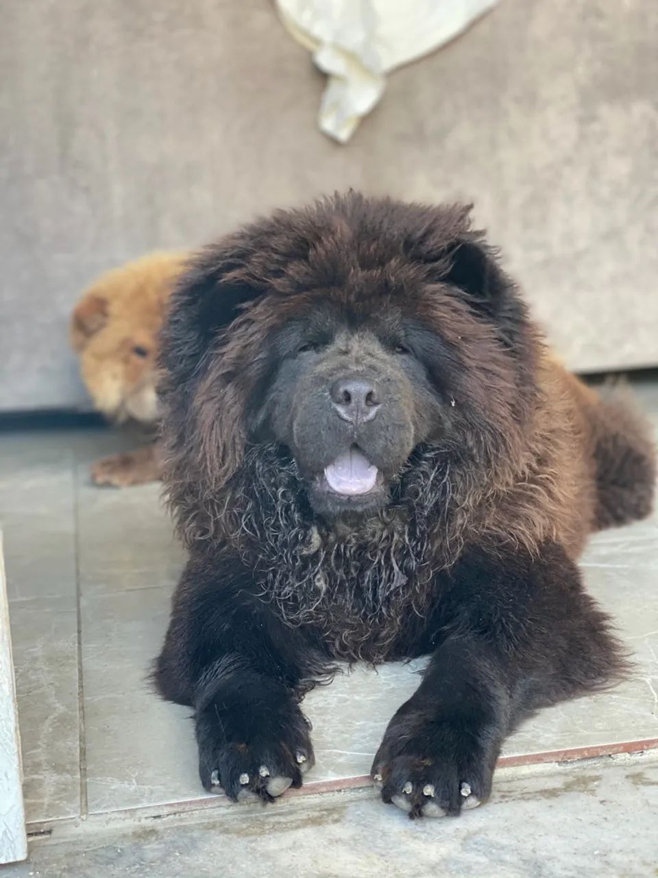 Chowchow  - Foto 2