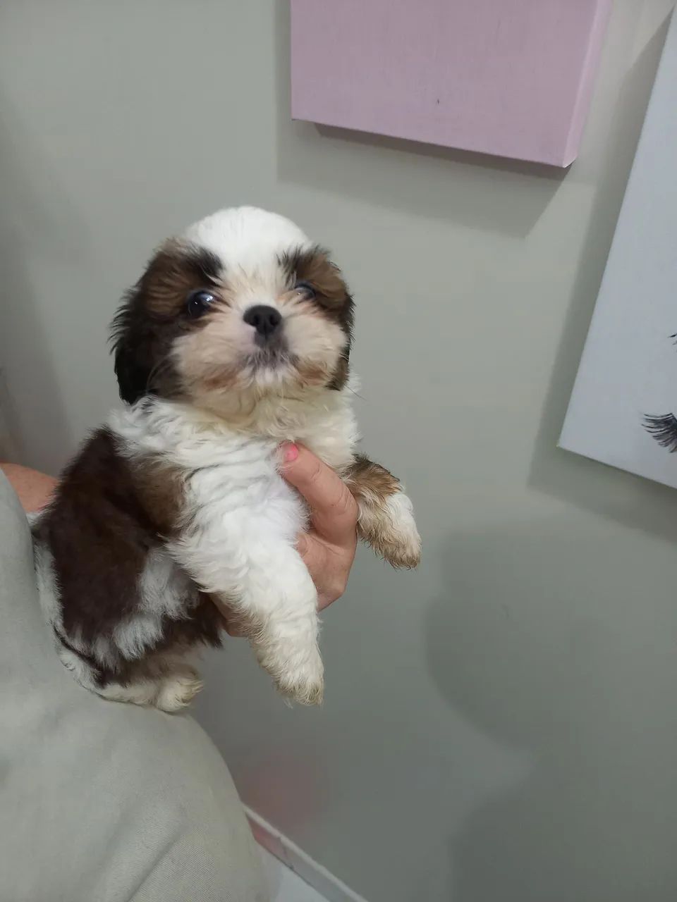 Mini shih tzu  - Foto 5