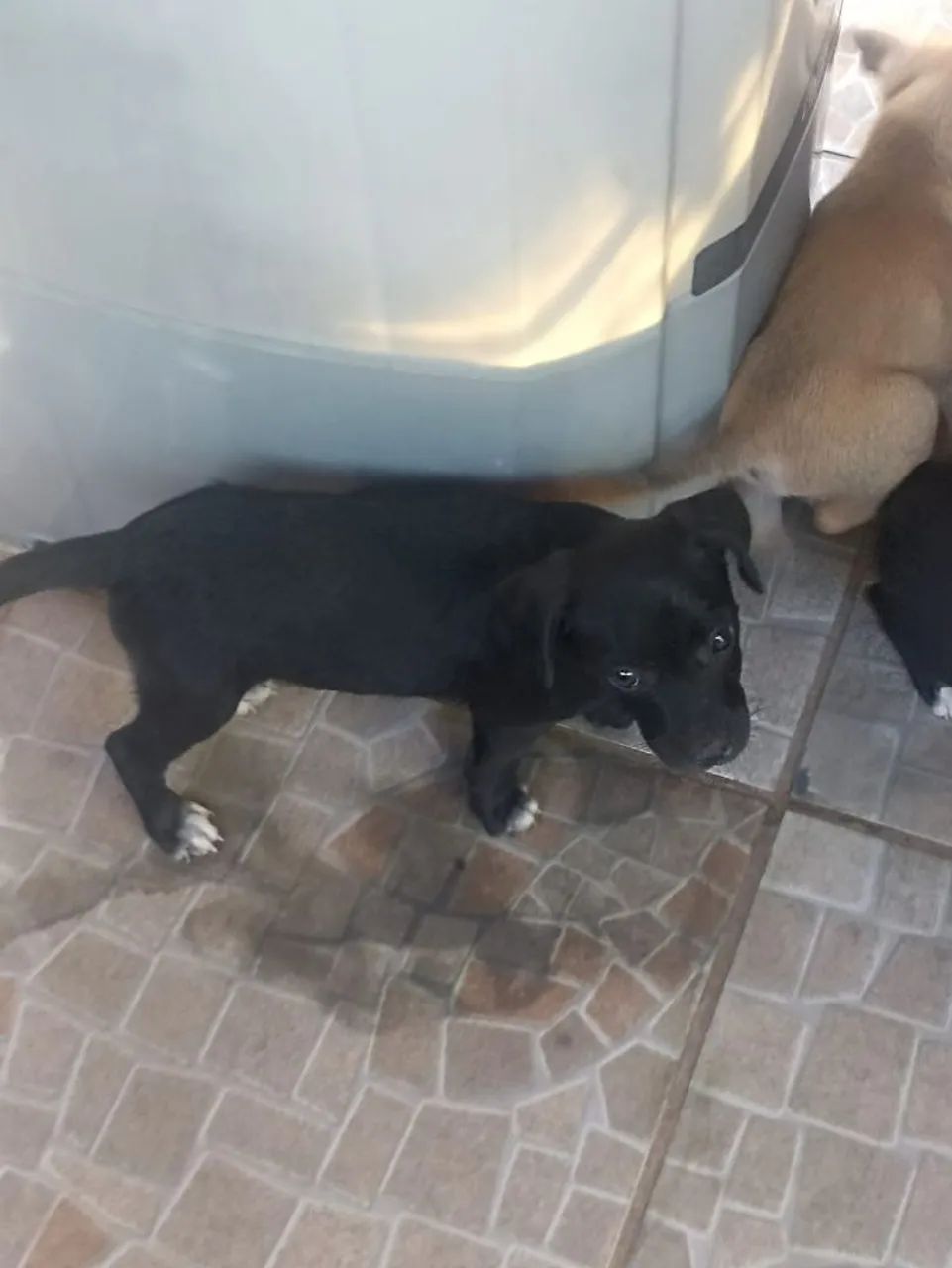 Cachorrinhos 2 meses - Foto 4