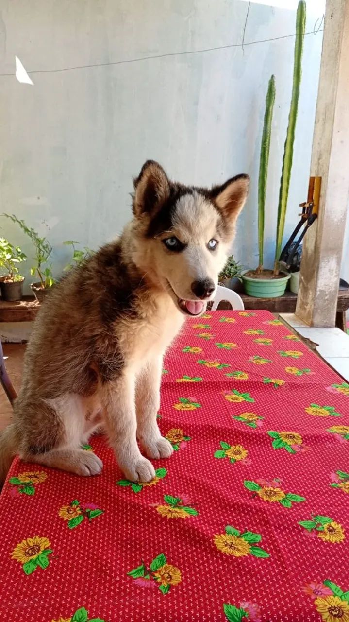 Cachorro Husky Siberiano macho - Foto 2
