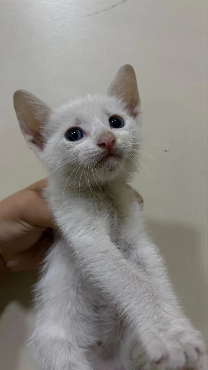 Doação de gato filhote, 2 meses, vermifugado - Castração Garantida