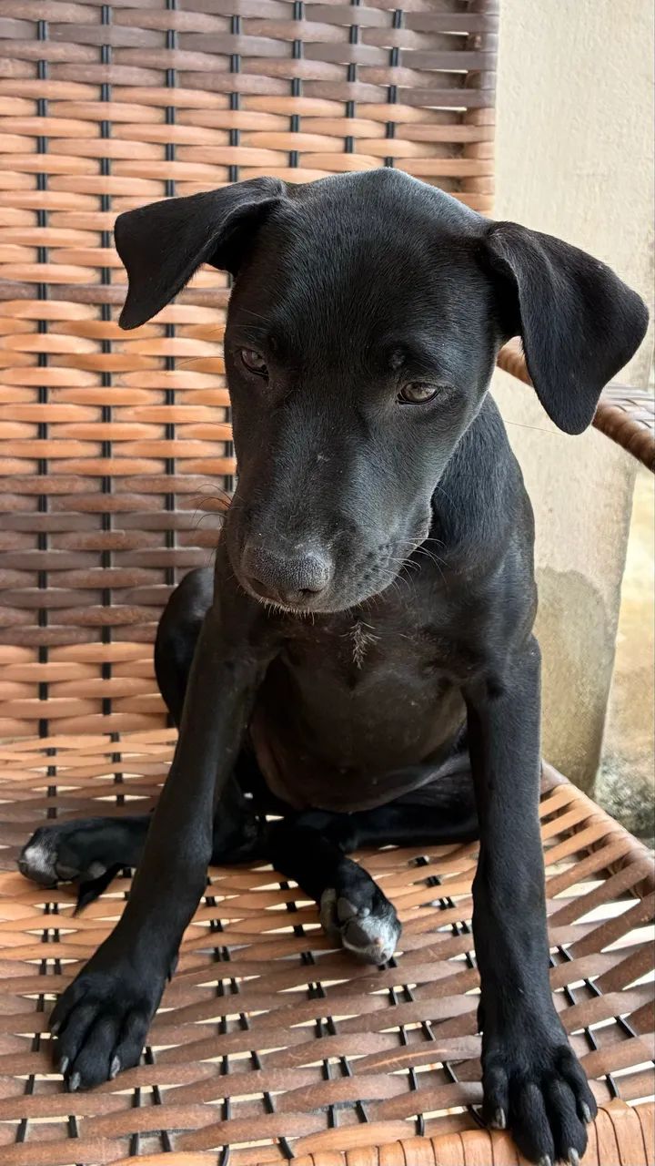 Doação de filhotes de cachorro  - Foto 2