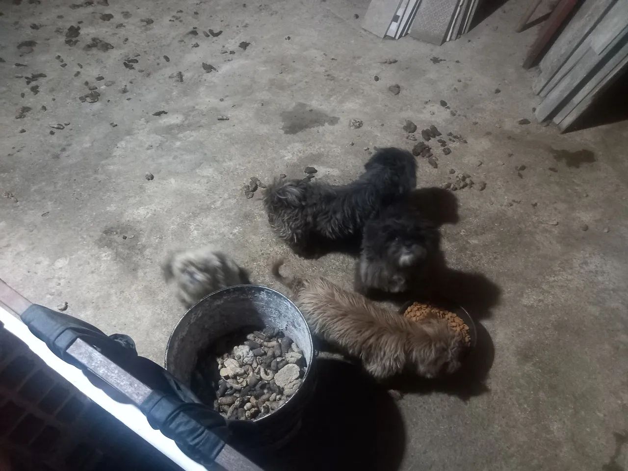 Shih tzu  - Foto 5