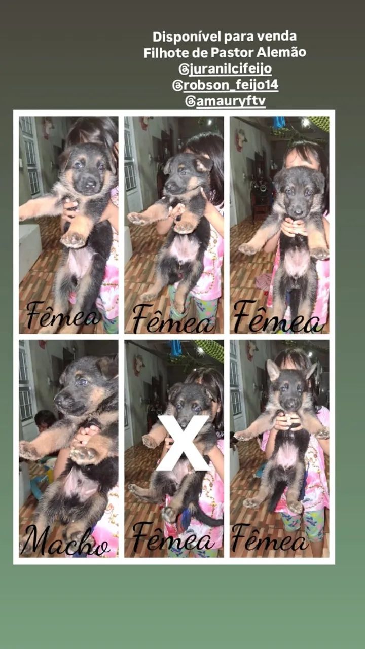 Cachorro ? Baixou o preço chama no ZAP  - Foto 4