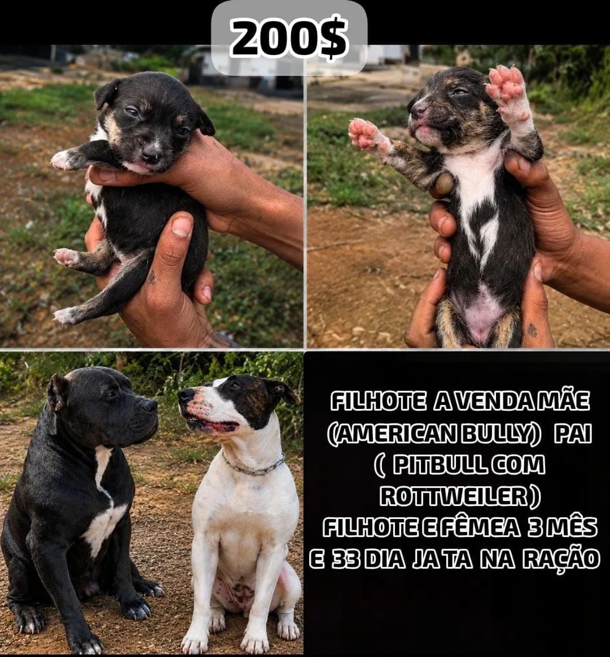 Pitbull 