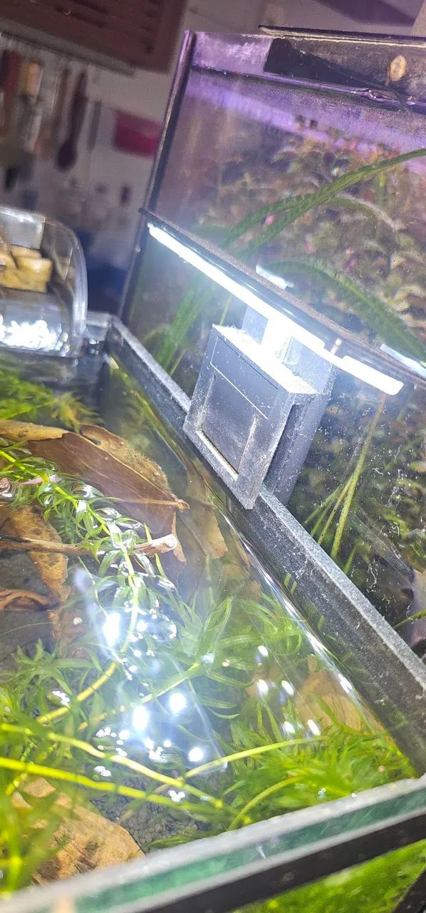 Aquario435653759909253123