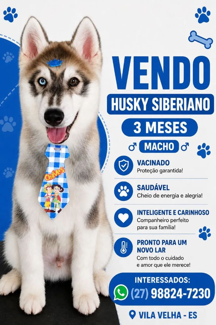 Husky Siberiano 