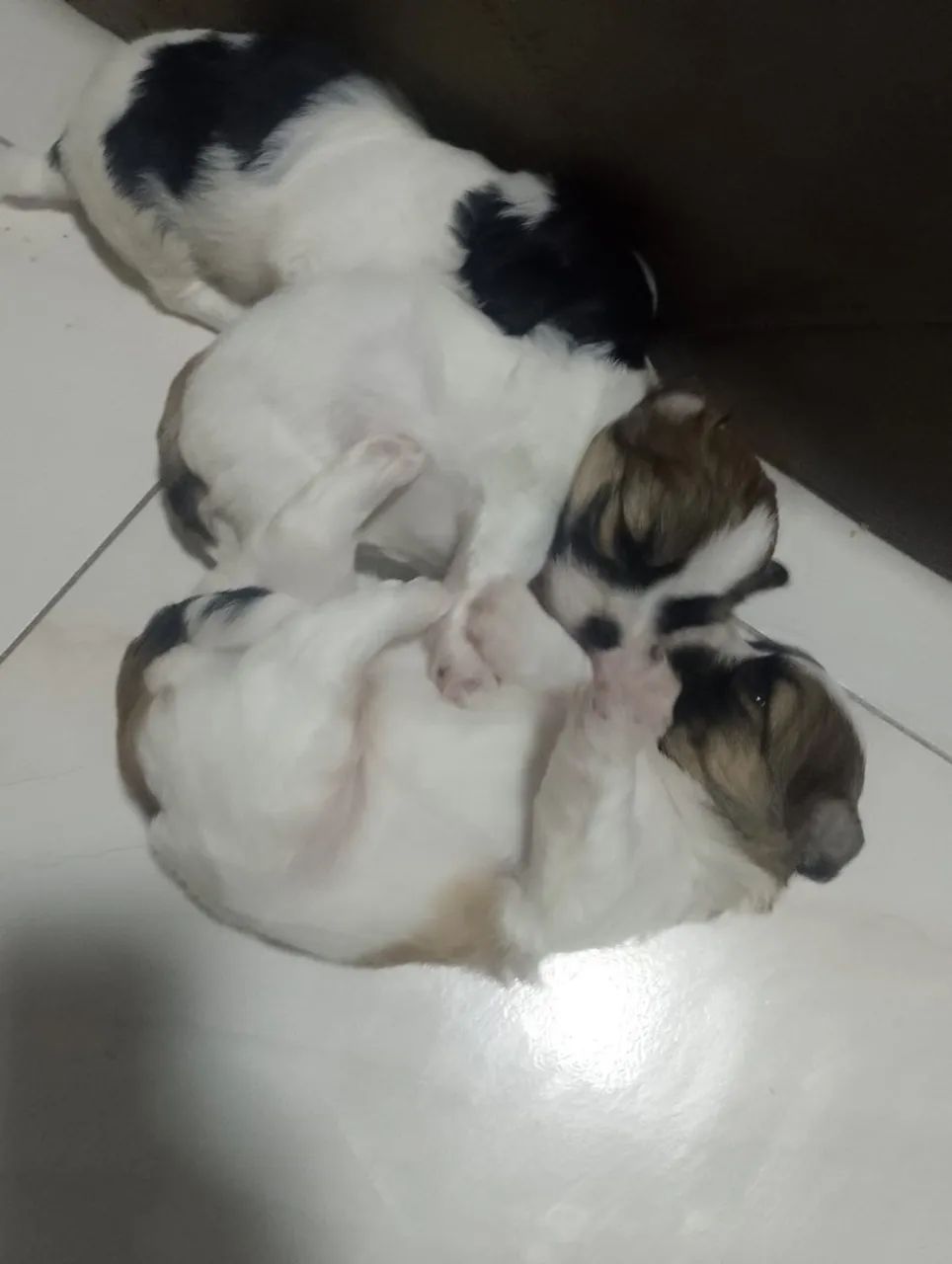 Cachorro shitszu  - Foto 3