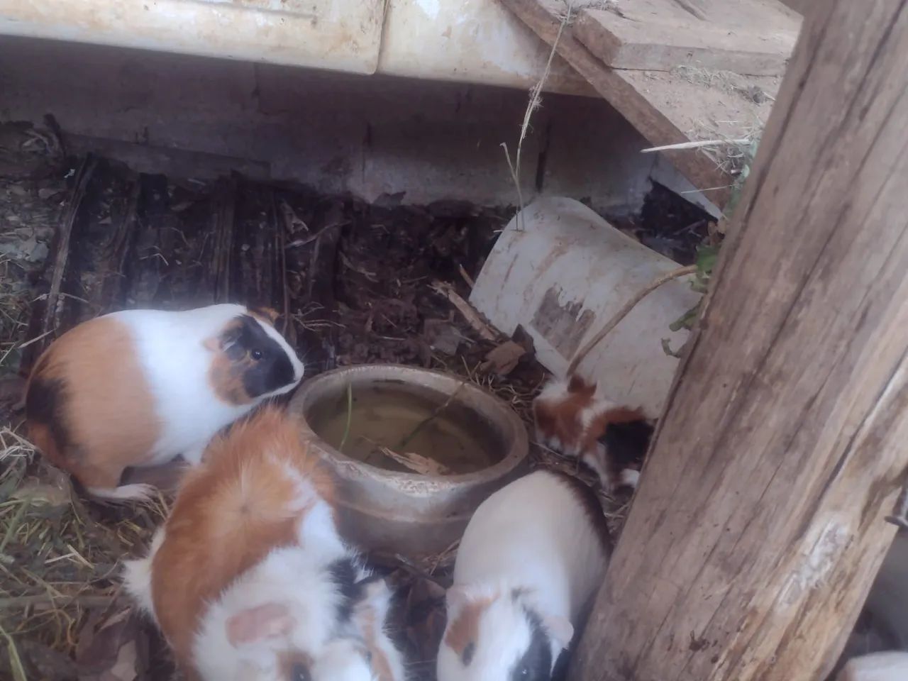 Vendo porquinhos da índia  - Foto 3