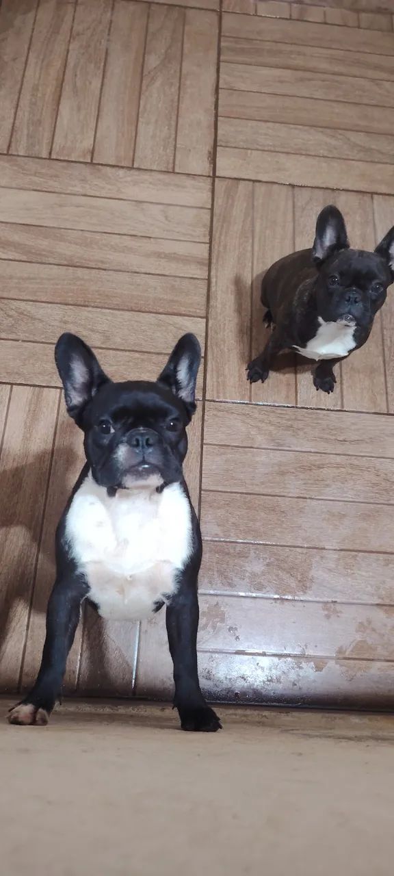 Bulldog Francês para reprodução - Foto 5