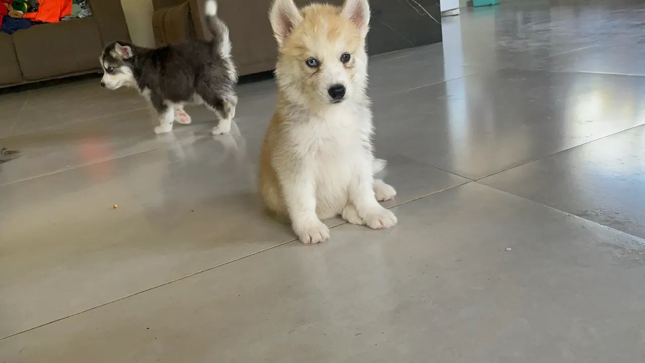 Husky siberiano  - Foto 2
