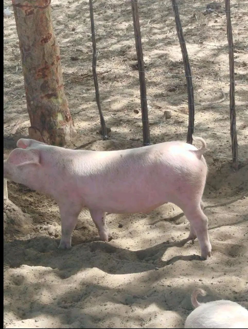 Leitão saudável 
