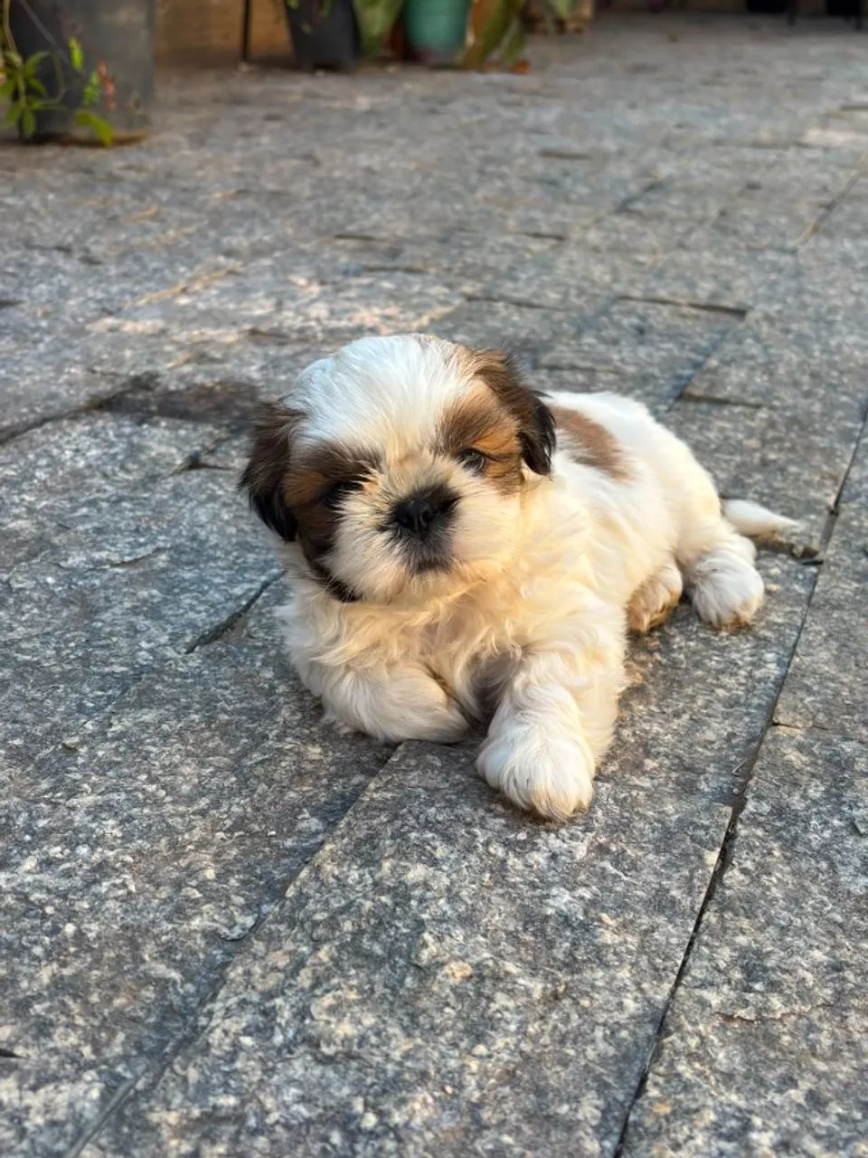 Shitzu - Foto 2