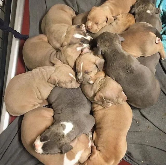 Pitbull Filhote com Vacinas em Dia