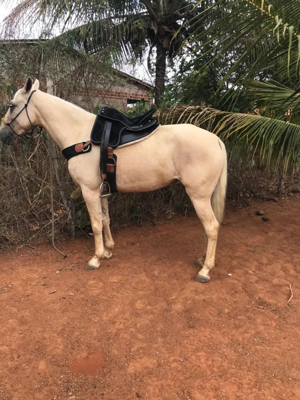 Potra palomina - Foto 3