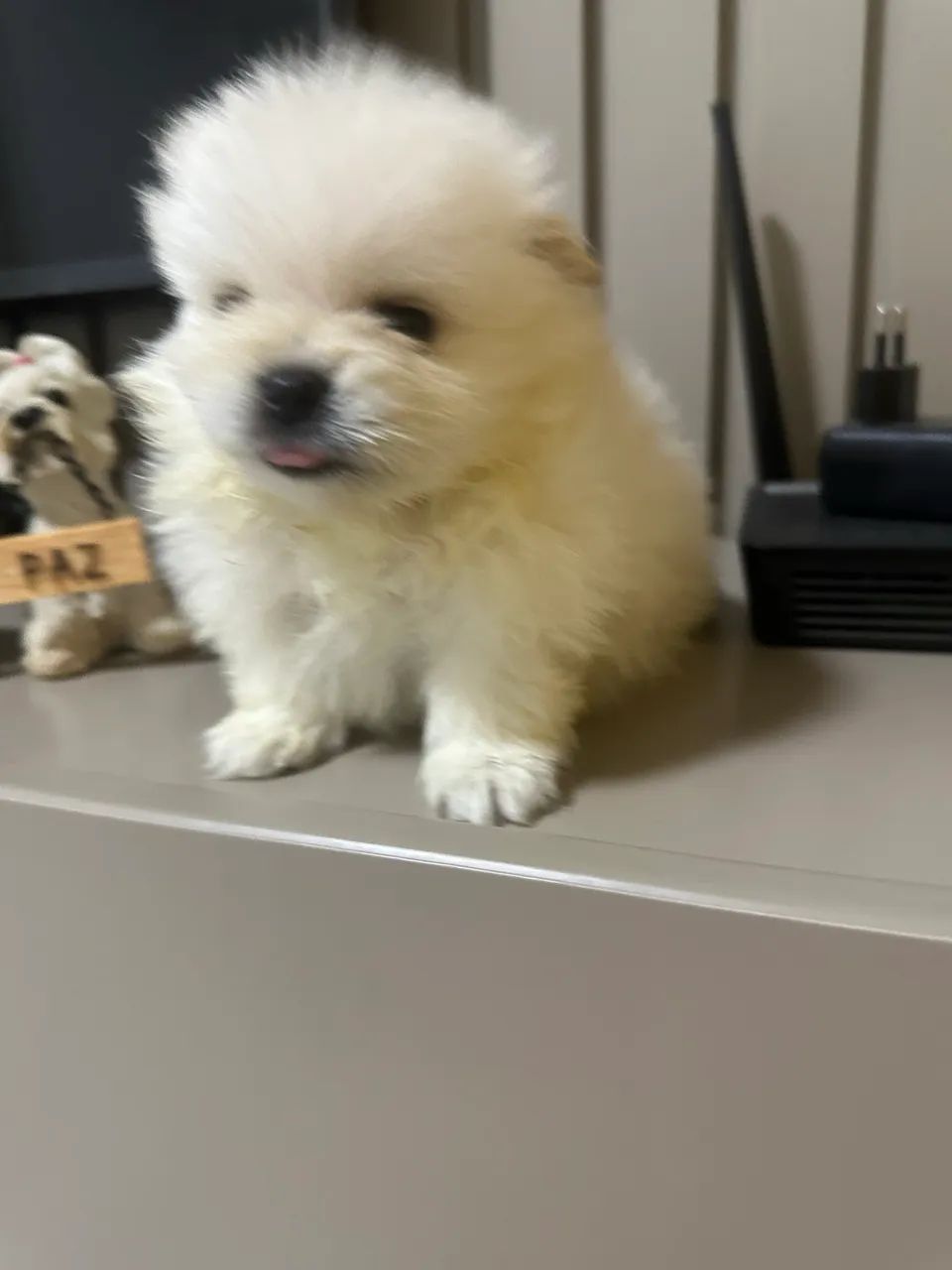 Vendo filhotes de Spitz alemão  - Foto 5