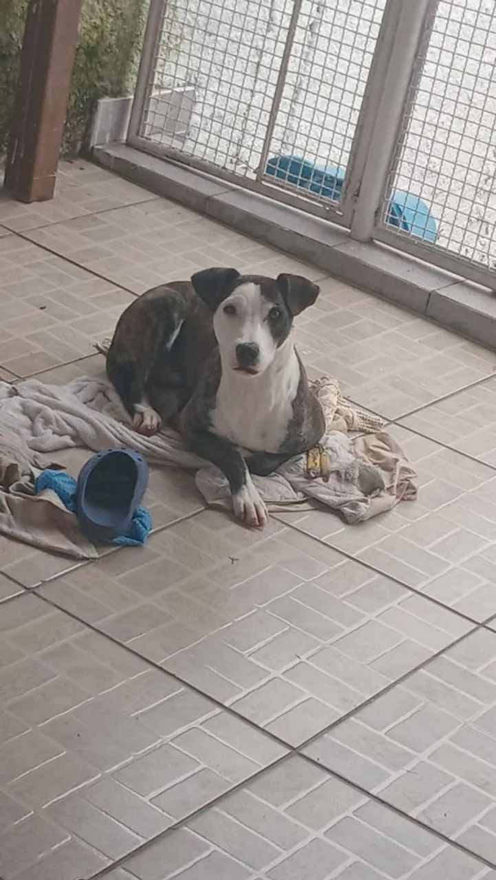 Mestiça pitubul  - Foto 4