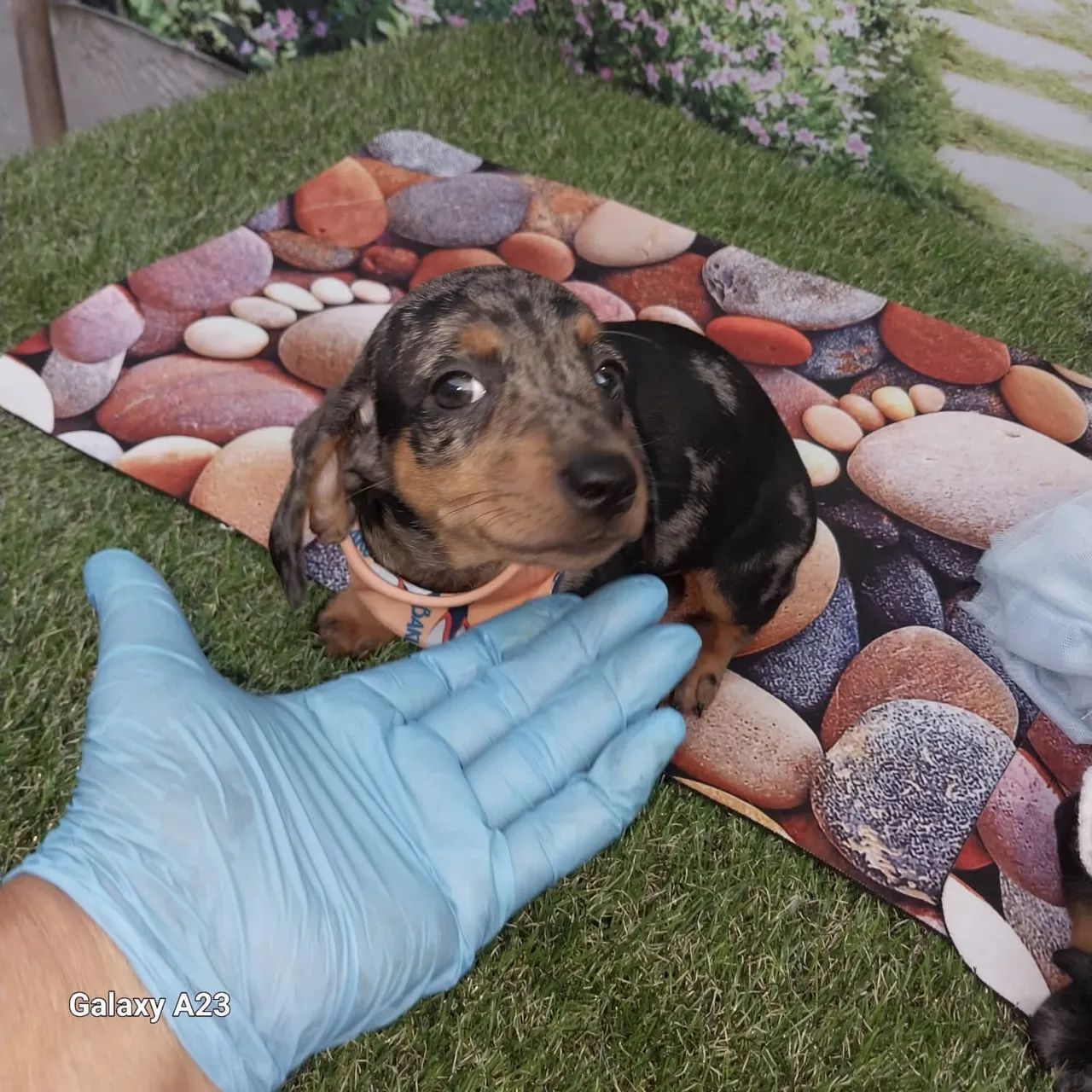 Dachshund macho  - Foto 3