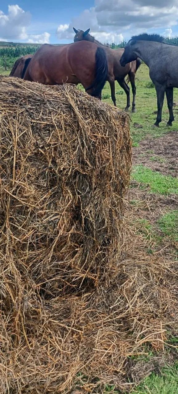  S.C. Pré secado Alimentação Animais Bovino & Equino - Foto 5