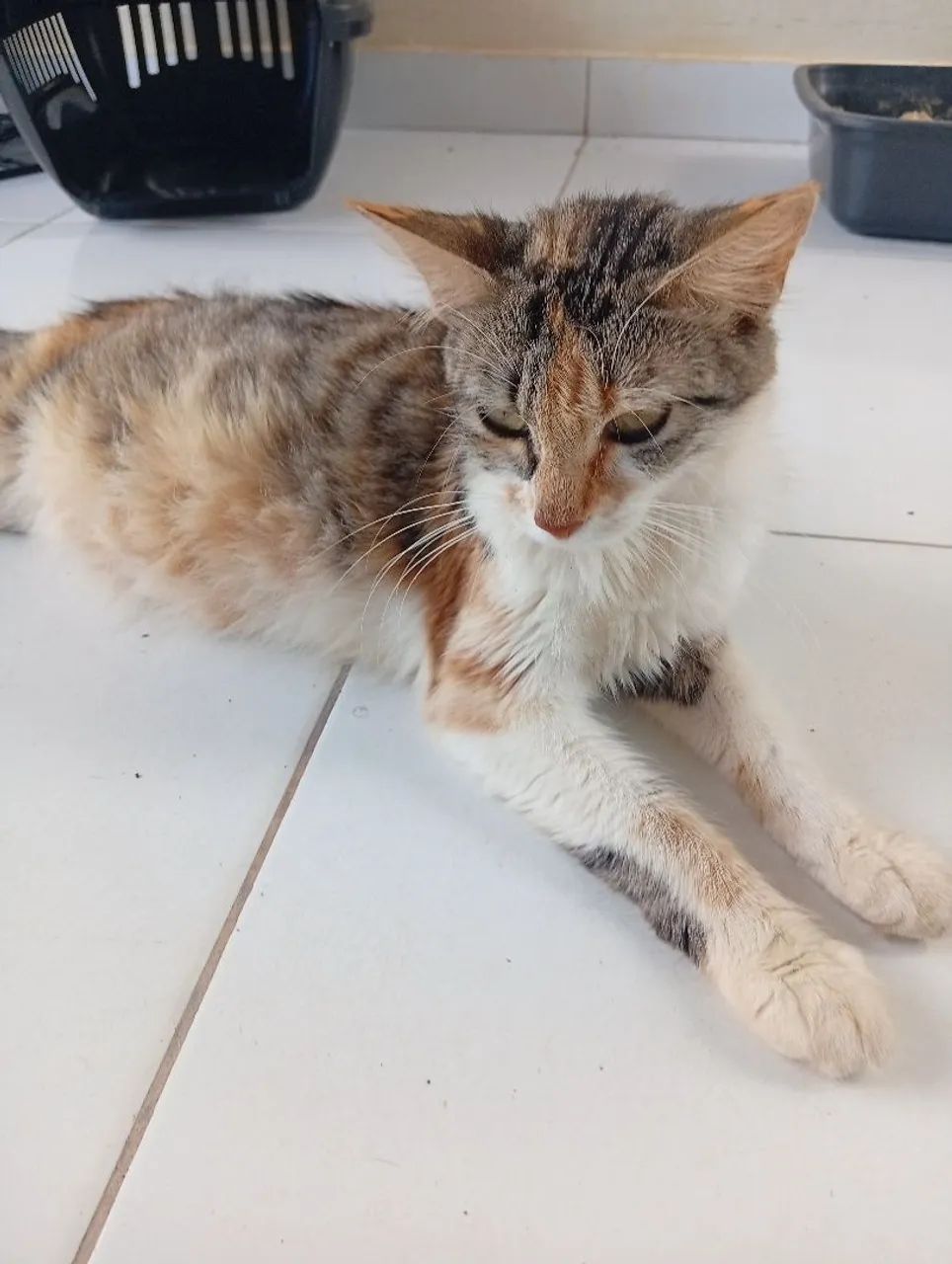 Doação de Gata - Foto 4