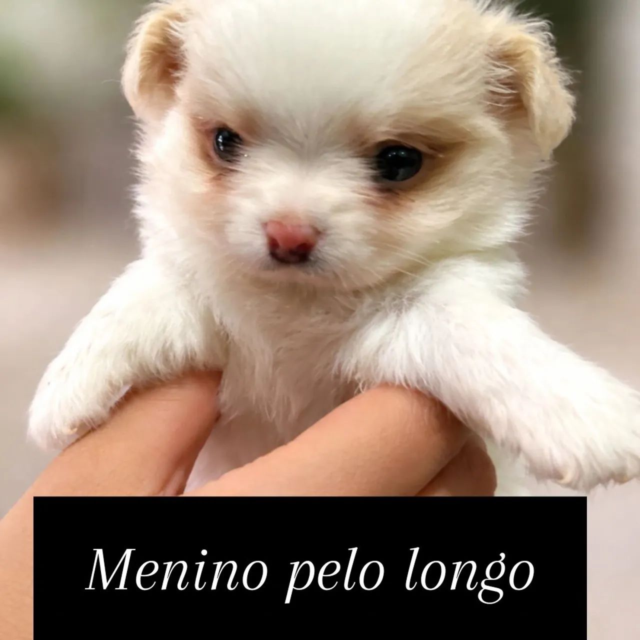 Venda Chihuahuas macho e fêmea