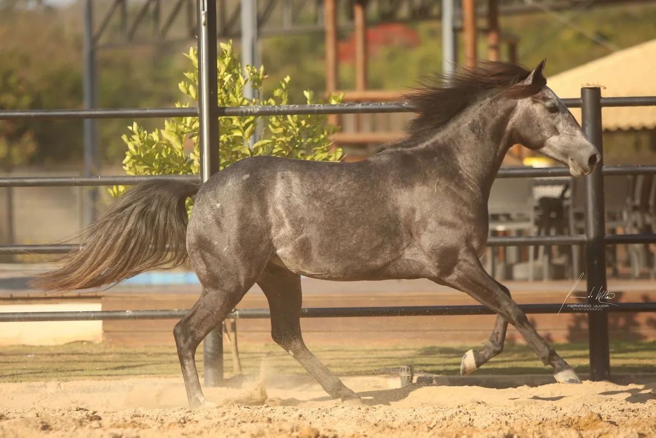 CAVALO QUARTO DE MILHA - Foto 3
