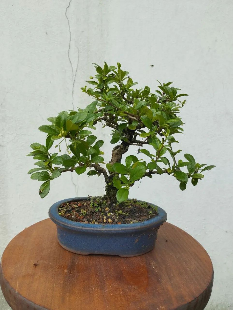 Bonsai Carmona 4 anos
