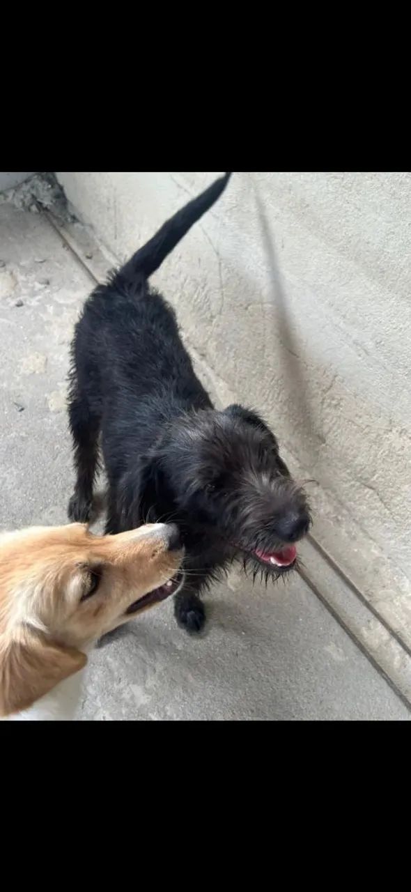 Doação de cachorro - Foto 5