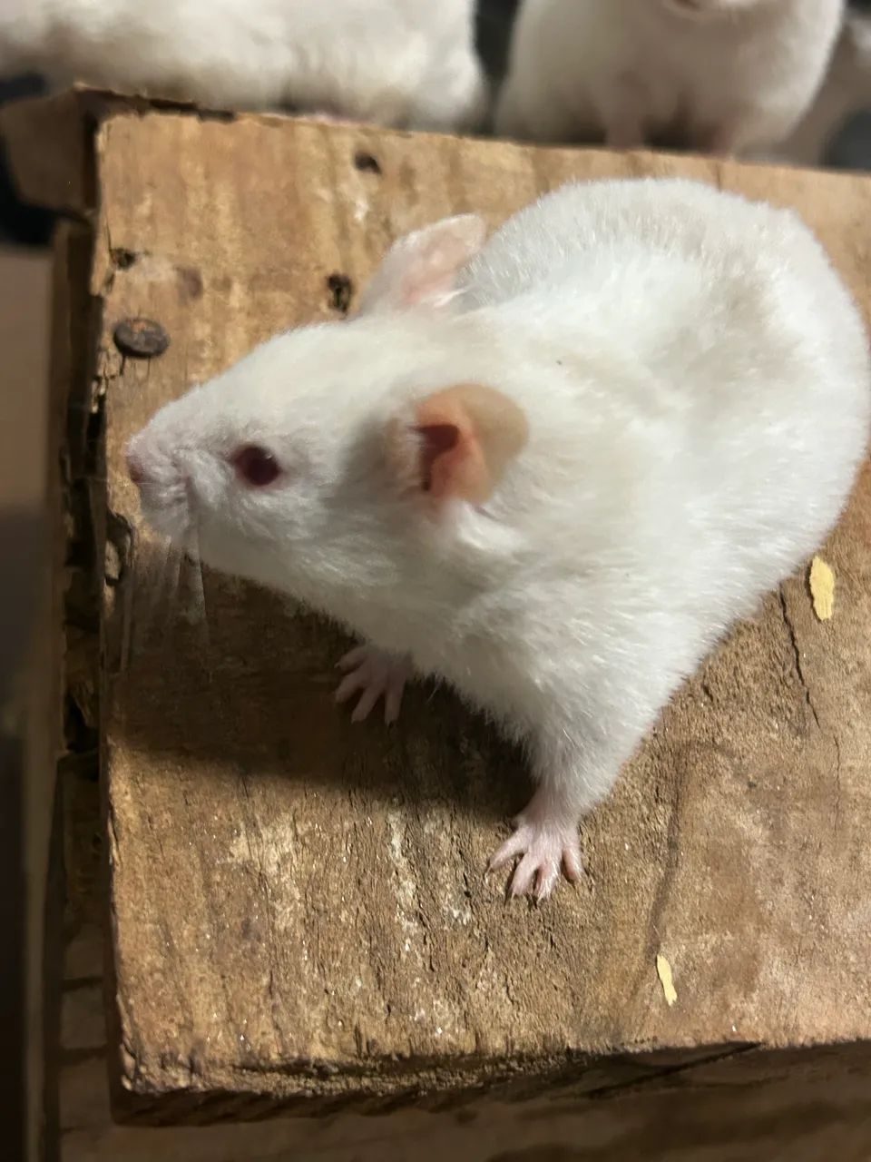 Hamster Sírio 