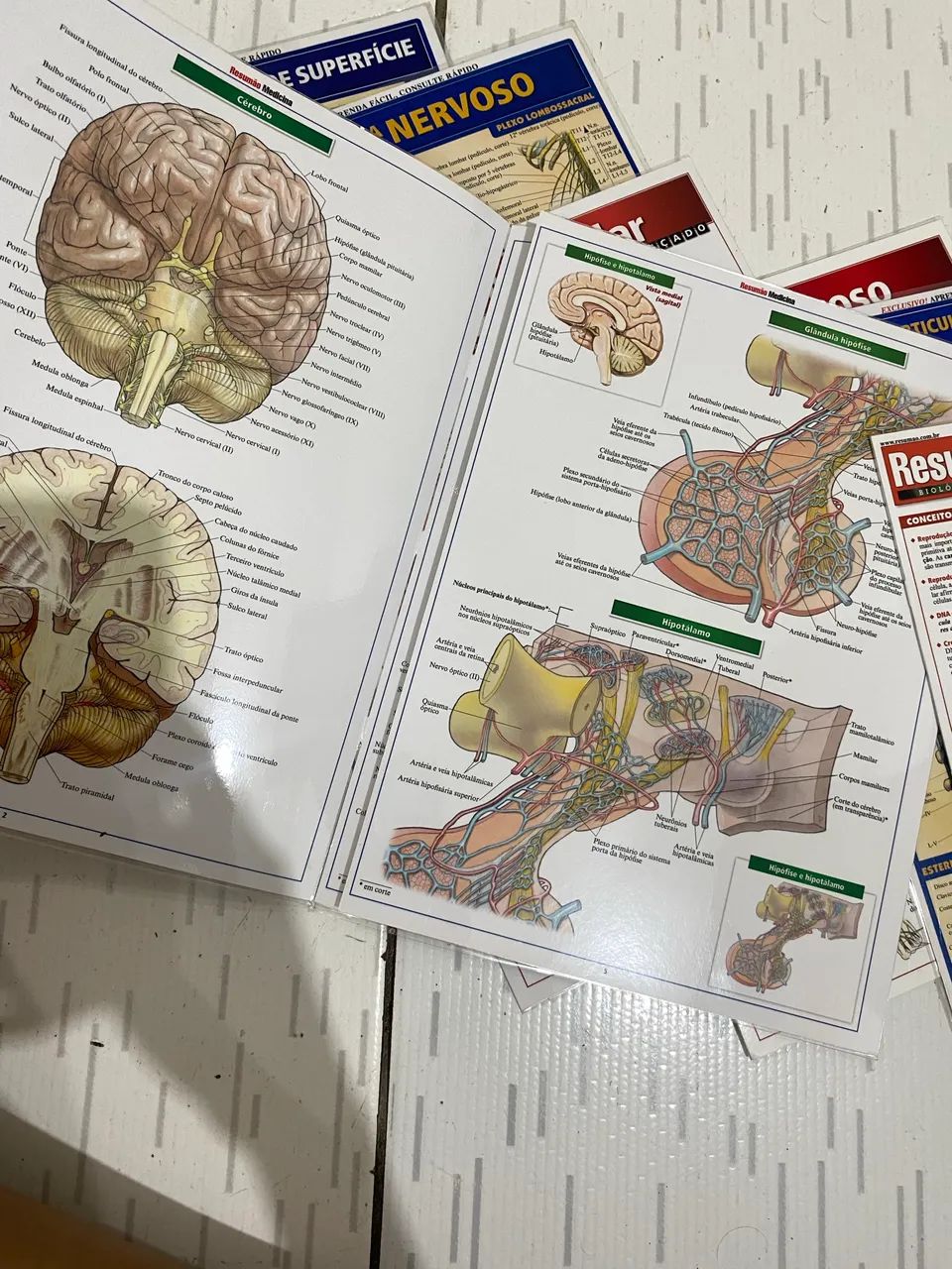 APOSTILA RESUMÃO DE MEDICINA  - Foto 2