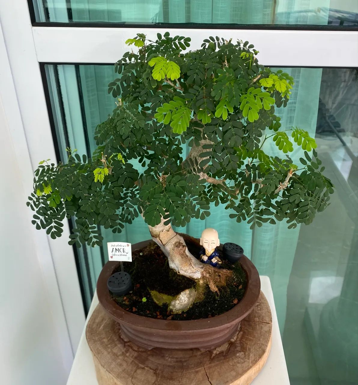 Bonsai de Piteco  - Foto 3