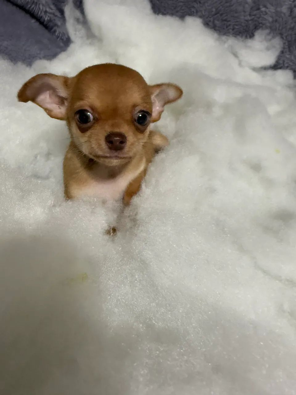Chihuahua  - Foto 3