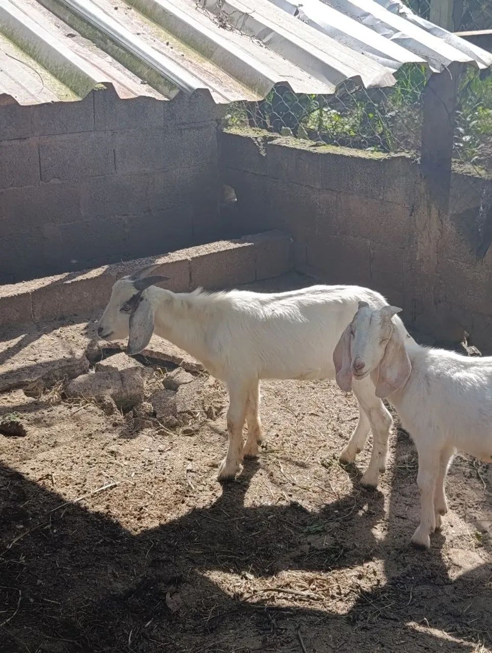 Cabra, cabrito  - Foto 5