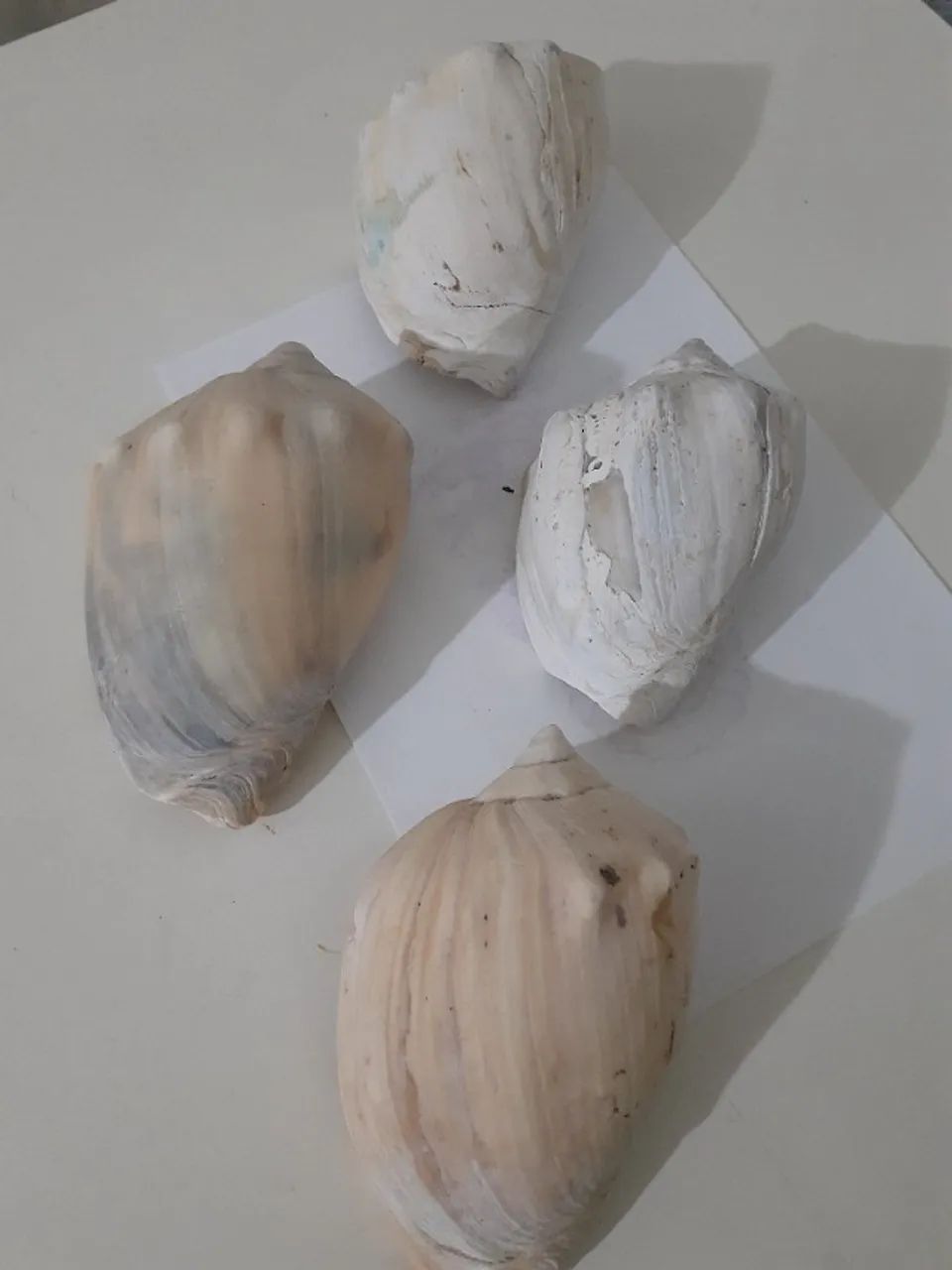 CONCHAS NATURAIS DÉCADA DE 1980