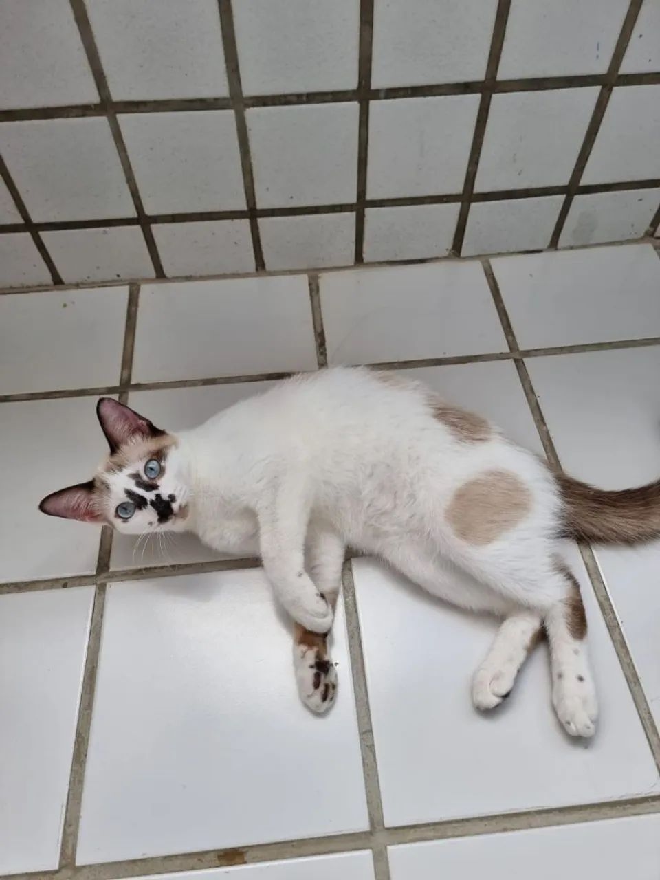 Gata para adoção - Tapioca - Foto 4