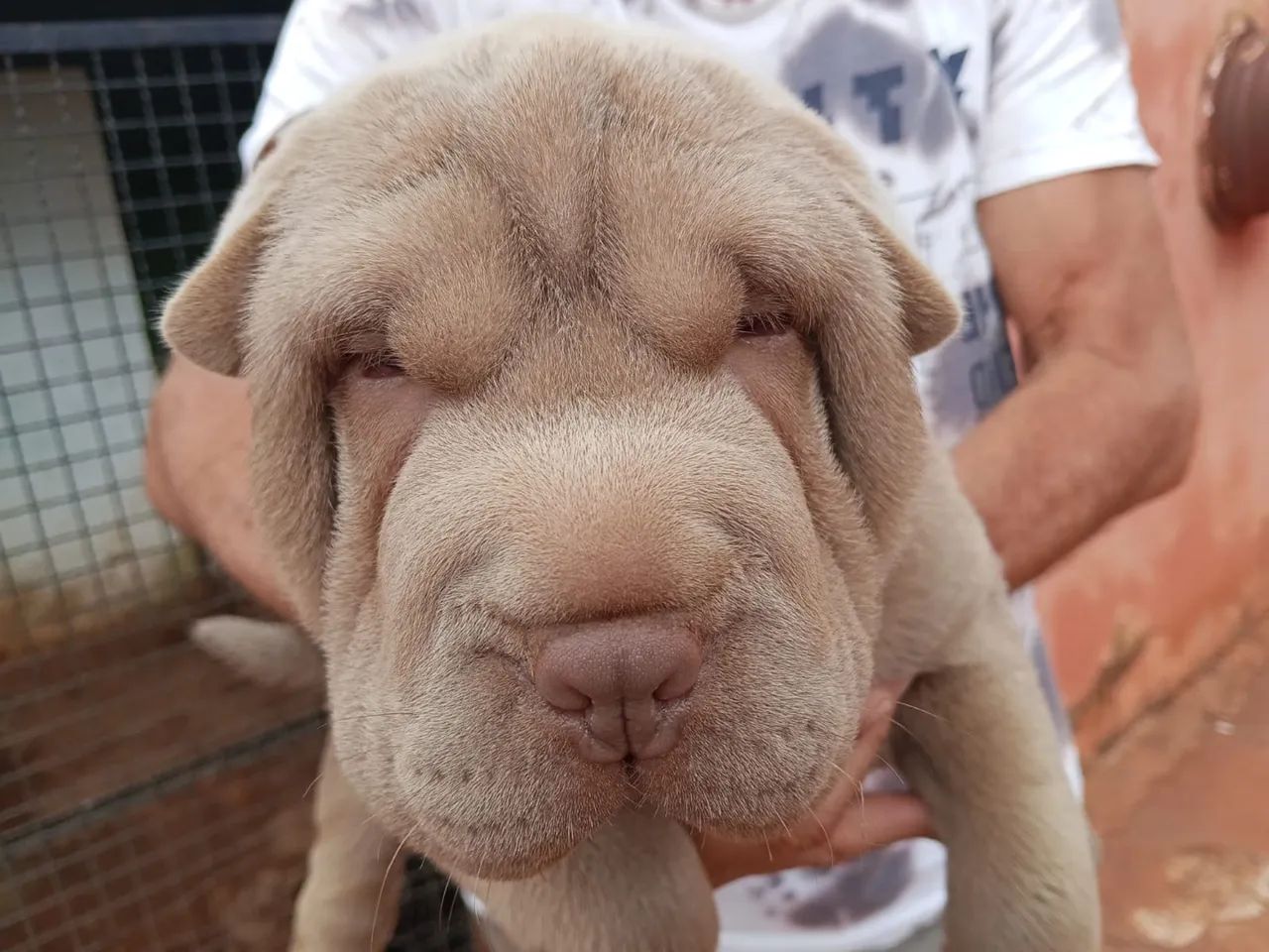 Shar pei - Foto 3