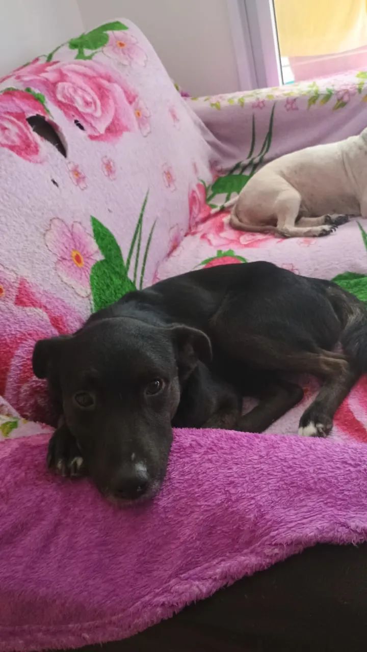 Doação Doguinho Dócil   - Foto 3