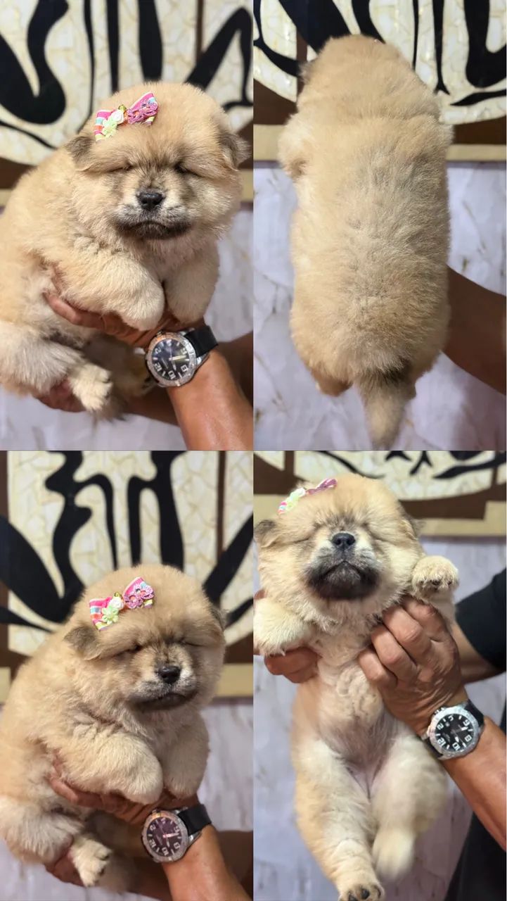 Chow Chow  - Foto 4