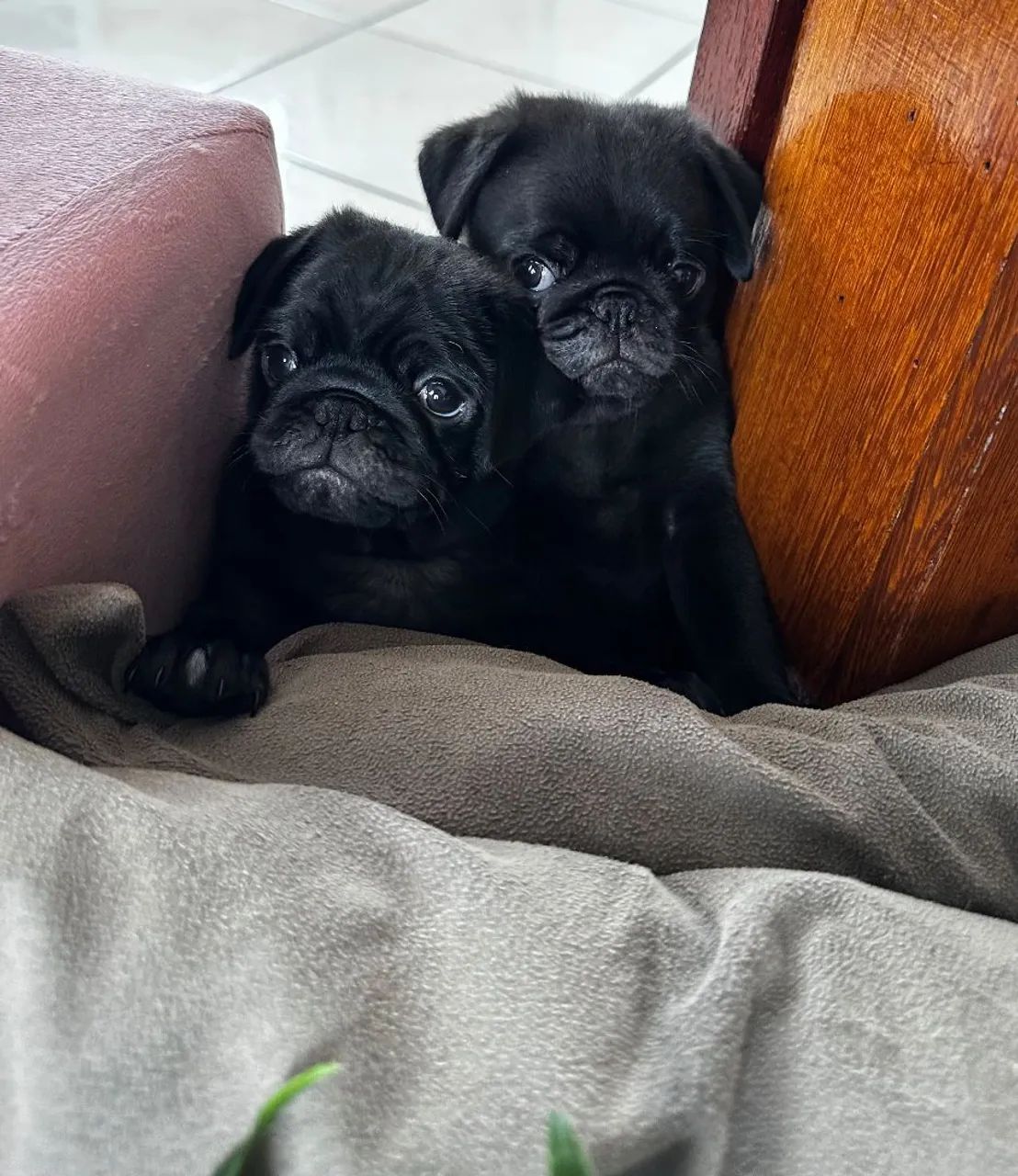 Filhote de Pug ,pronto para entrega  - Foto 3