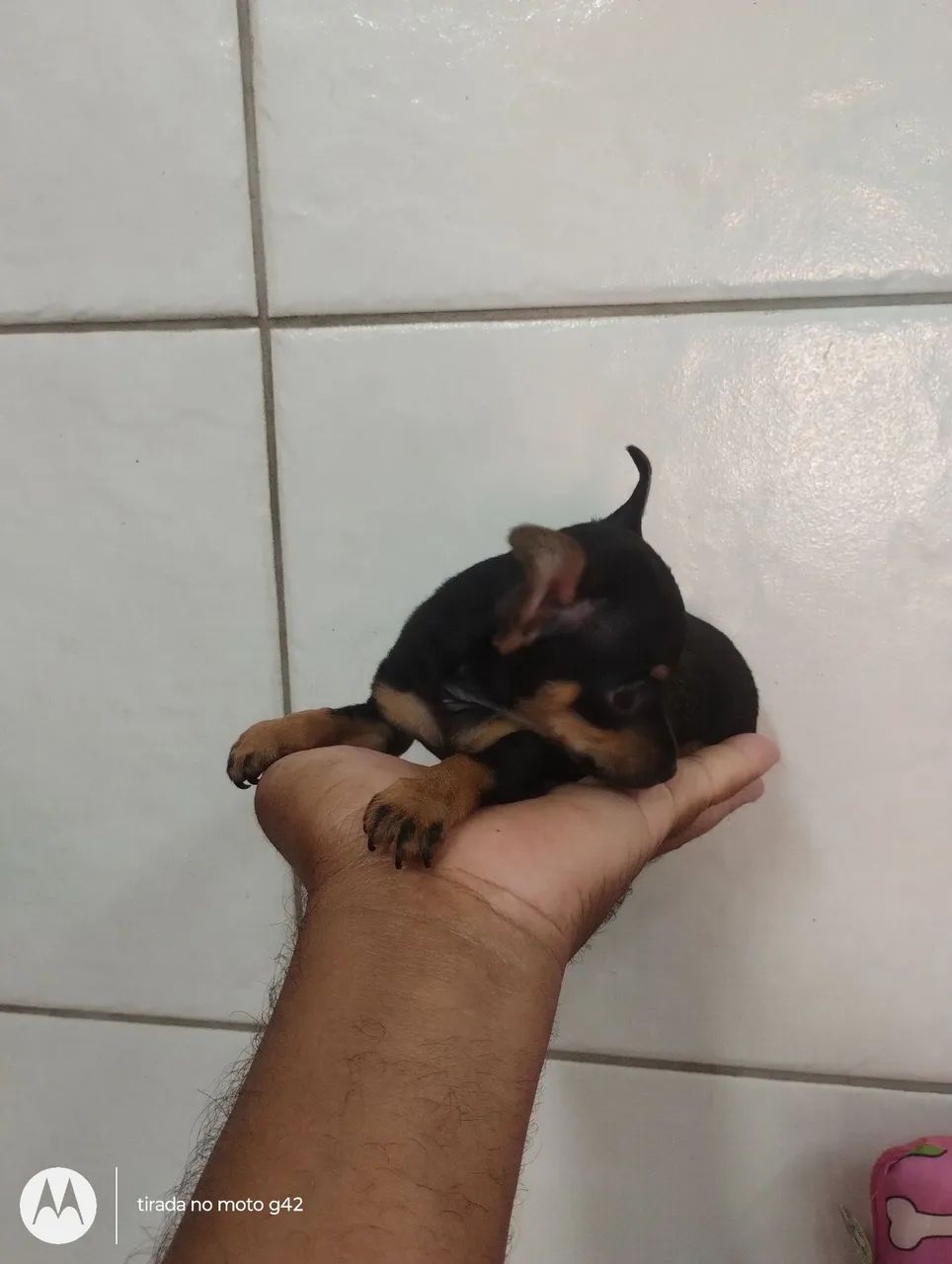 Venda de pinscher  - Foto 2