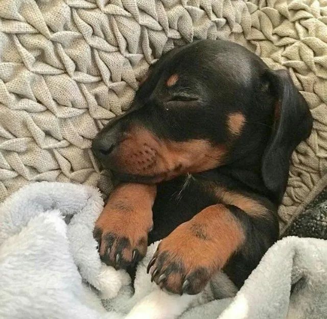 Dachshund Conquistando Sorrisos Com Seu Jeito