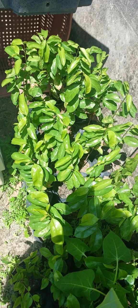 Não entrego  - Foto 2