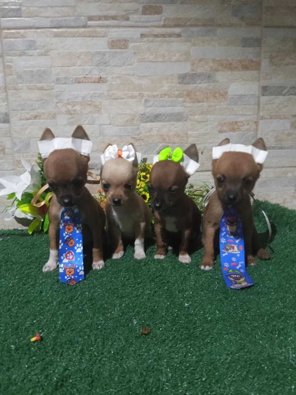 Cachorro  - Foto 5