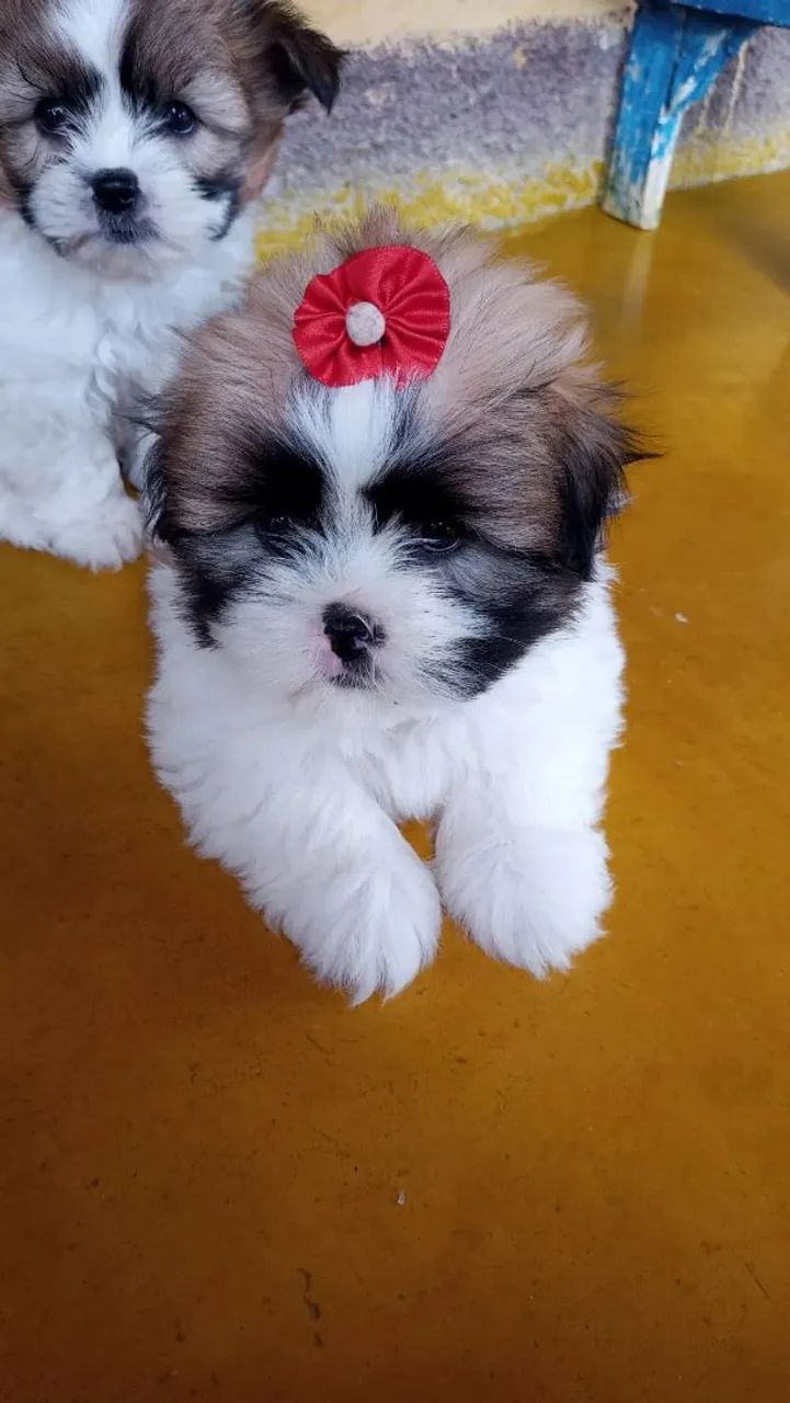 Cachorro 