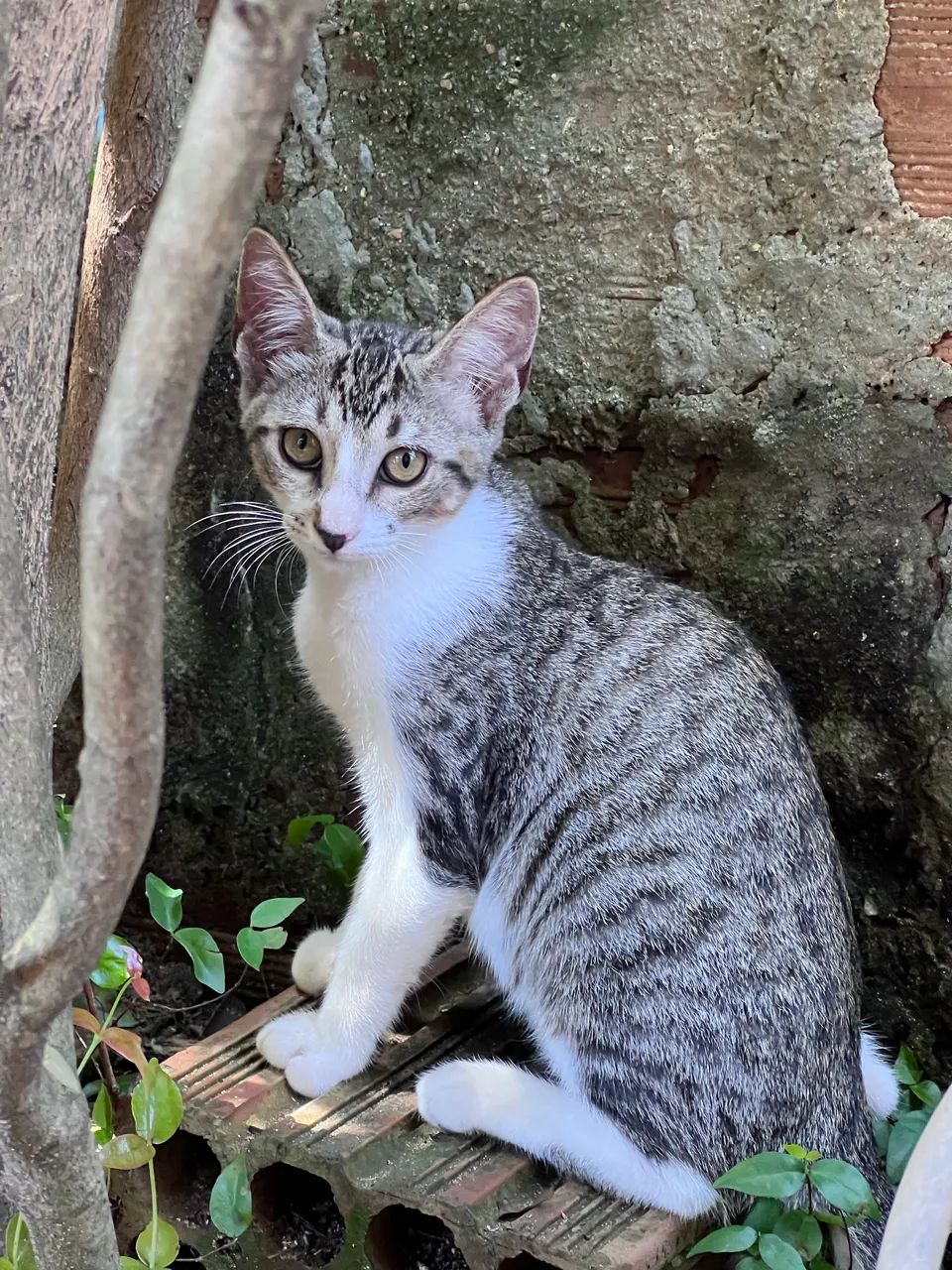 Gatos para adoção  - Foto 4