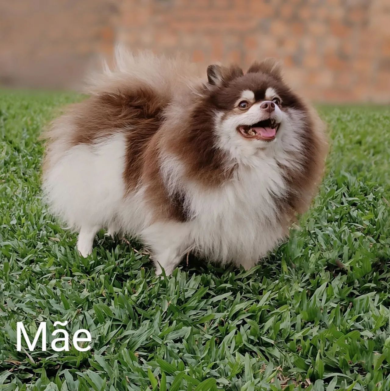 Spitz Alemão  - Foto 3