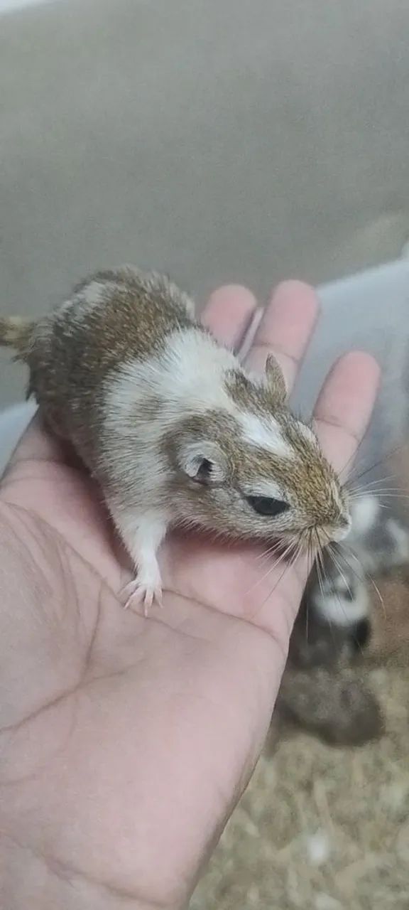 Gerbil (Esquilo da Mongólia) - Filhotes - Foto 3
