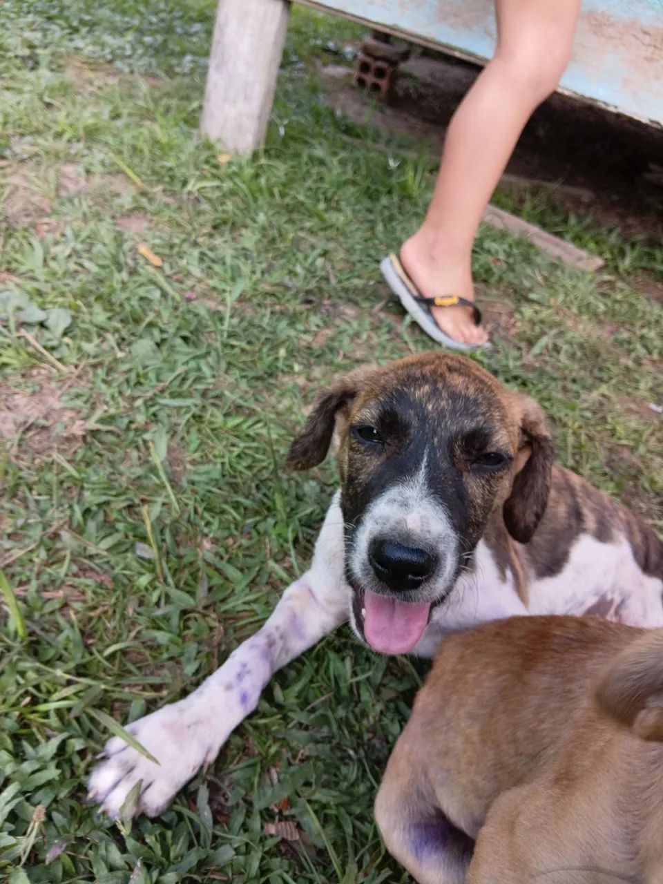 Cachorro filhote para doação  - Foto 2