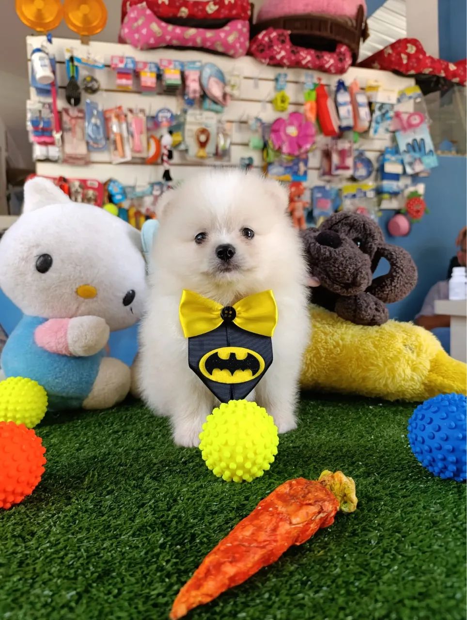 Spitz alemão macho!!$2.200,00 - Foto 4